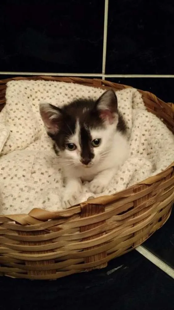 Gato ra a Srd idade Abaixo de 2 meses nome Sem nome