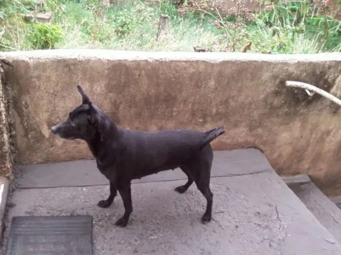 Cachorro ra a fox paulistinha idade 5 anos nome Lara