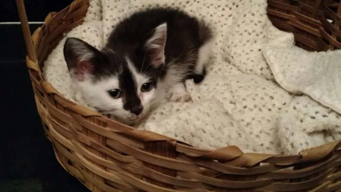 Gato ra a Srd idade Abaixo de 2 meses nome Sem nome
