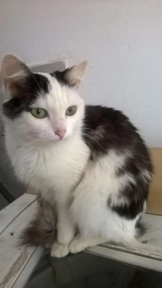 Gato raça SRD idade 7 a 11 meses nome Theo Neguinho Fred 