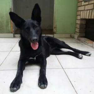 Cachorro raça Srd idade 7 a 11 meses nome Pretinha