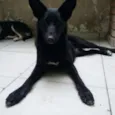 Pretinha