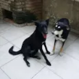 Pretinha
