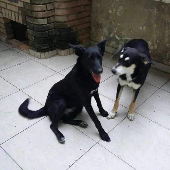 Cachorro ra a Srd idade 7 a 11 meses nome Pretinha