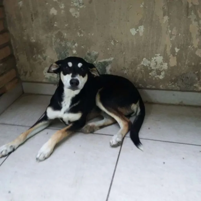 Cachorro ra a Srd idade 1 ano nome Neguinha