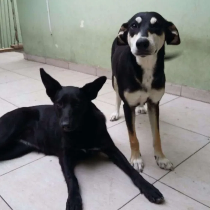 Cachorro ra a Srd idade 1 ano nome Neguinha
