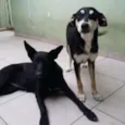 Neguinha