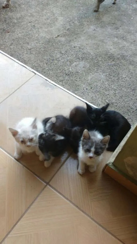 Gato raça Sem Raça idade Abaixo de 2 meses nome SemNome