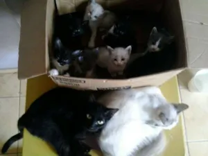 Gato raça Sem Raça idade Abaixo de 2 meses nome SemNome
