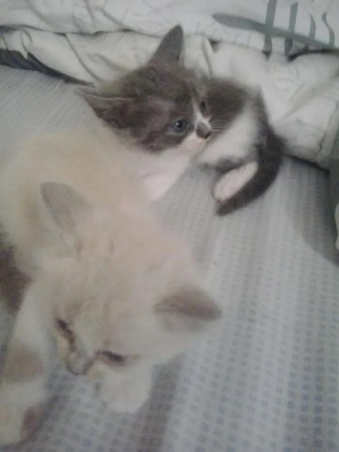 Gato raça Sem Raça idade Abaixo de 2 meses nome SemNome