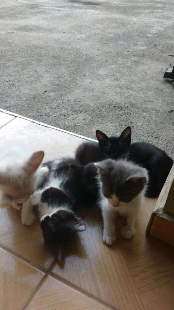 Gato raça Sem Raça idade Abaixo de 2 meses nome SemNome