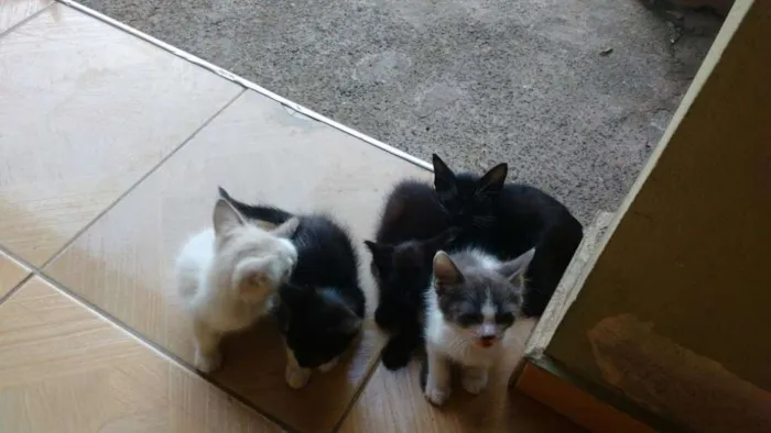 Gato raça Sem Raça idade Abaixo de 2 meses nome SemNome