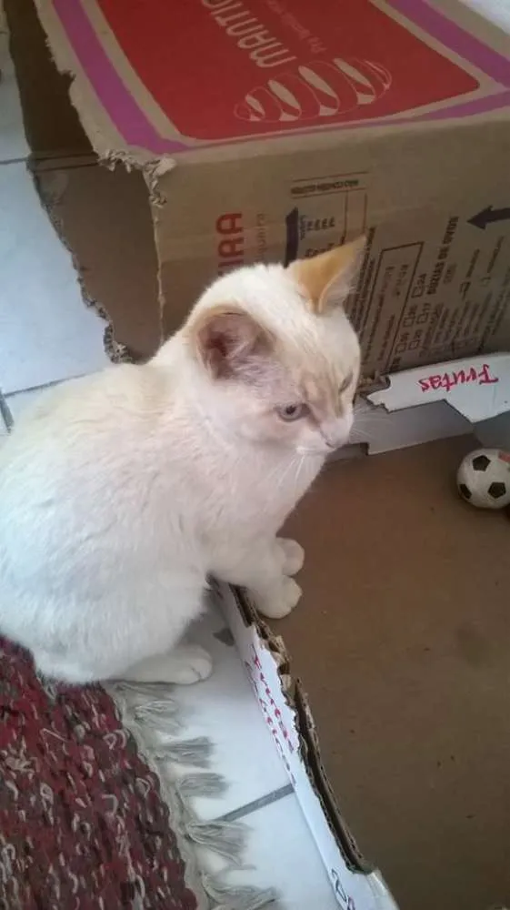 Gato raça SRD idade 7 a 11 meses nome Theo Neguinho Fred 