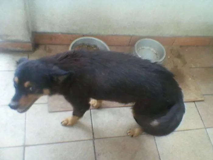 Cachorro ra a SRD idade 6 ou mais anos nome Lobinha