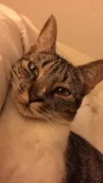Amora