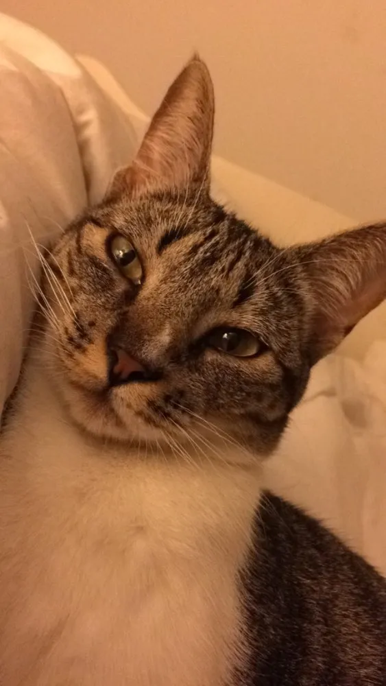 Gato ra a De rua idade 2 anos nome Amora