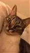 Gato raça De rua idade 2 anos nome Amora