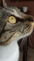 Amora