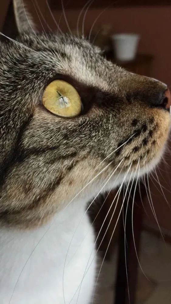 Gato ra a De rua idade 2 anos nome Amora