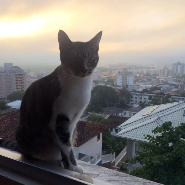 Gato ra a De rua idade 2 anos nome Amora