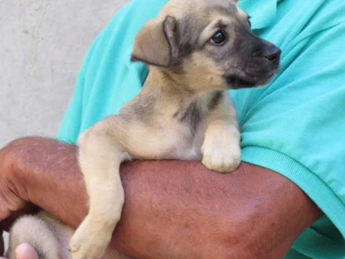 Cachorro ra a SRD idade Abaixo de 2 meses nome fyona