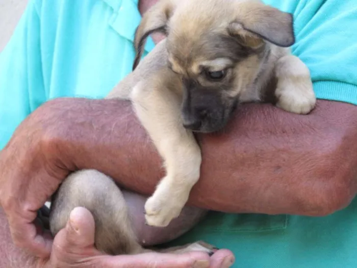 Cachorro ra a SRD idade Abaixo de 2 meses nome fyona