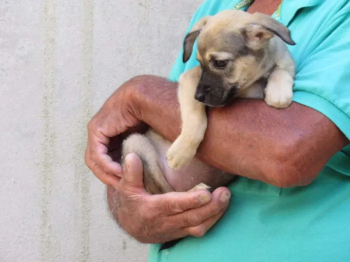 Cachorro ra a SRD idade Abaixo de 2 meses nome fyona