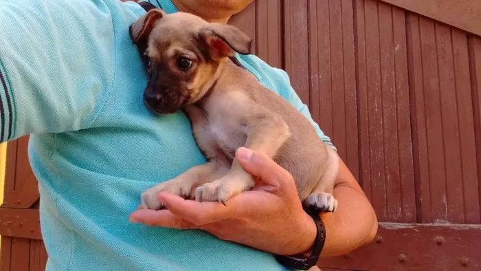 Cachorro ra a SRD idade Abaixo de 2 meses nome fyona
