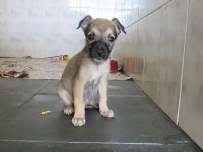 Cachorro ra a SRD idade Abaixo de 2 meses nome fyona