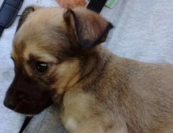 Cachorro ra a SRD idade Abaixo de 2 meses nome fyona