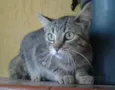 Raji