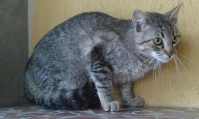 Gato ra a SRD idade 2 a 6 meses nome Raji