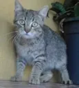Raji