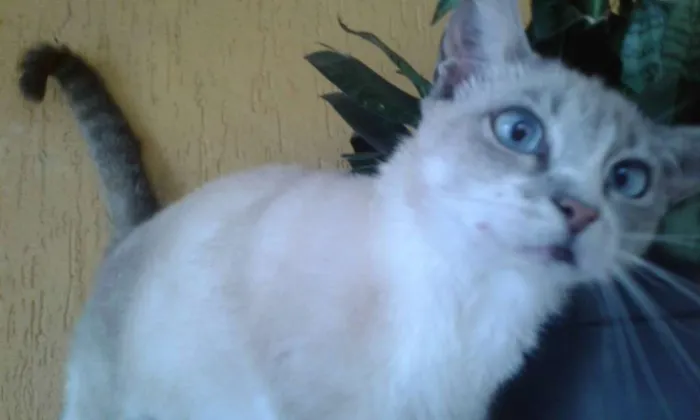 Gato ra a SRD idade 1 ano nome Linda