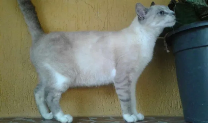 Gato ra a SRD idade 1 ano nome Linda