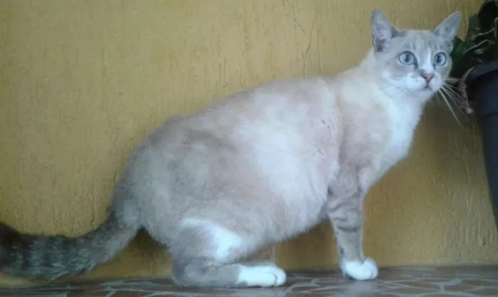 Gato ra a SRD idade 1 ano nome Linda