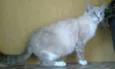 Linda