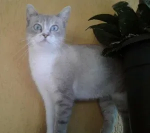 Gato raça SRD idade 1 ano nome Linda
