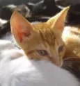 GATINHOS