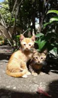 GATINHOS