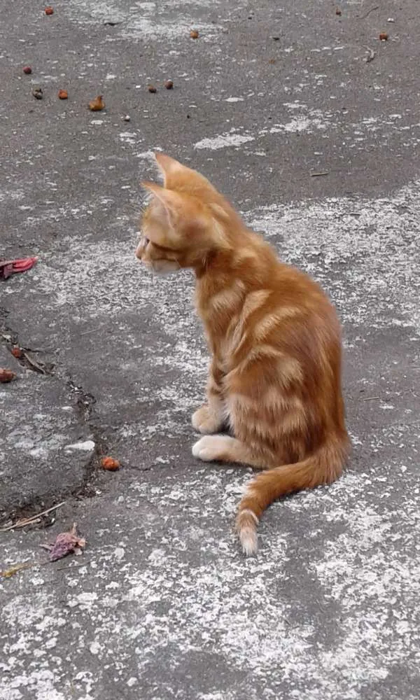 Gato ra a VIRA LATA  idade 2 a 6 meses nome GATINHOS