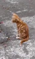 GATINHOS