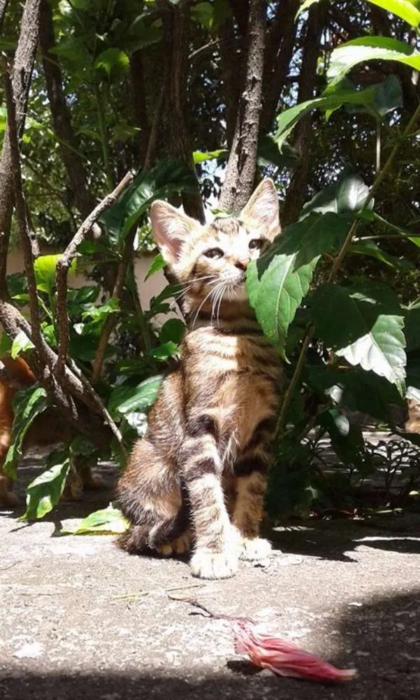 Gato ra a VIRA LATA  idade 2 a 6 meses nome GATINHOS