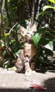 GATINHOS