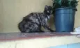 Tininha