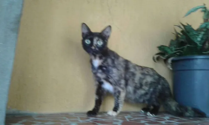 Gato ra a SRD idade 1 ano nome Tininha