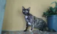 Tininha