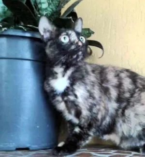 Gato raça SRD idade 1 ano nome Tininha