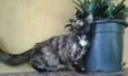 Tininha