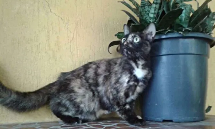 Gato ra a SRD idade 1 ano nome Tininha